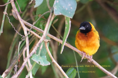 020 Black-headed Weaver male.JPG