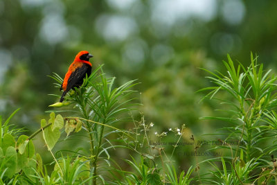 024 Black-winged Red Bishop.JPG