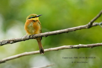 031 Little Bee-eater.JPG