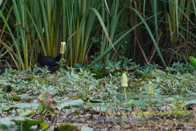 034 Black Crake.JPG