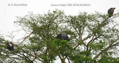 042 Rppell's Vulture.JPG