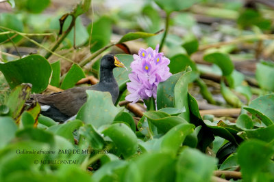 054 Lesser Moorhen.JPG