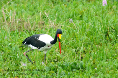 055 Saddle-billed Stork.JPG