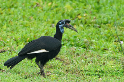 057 Abyssinian Ground Hornbill female.JPG