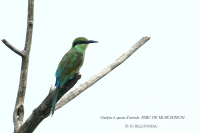 071 Swallow-tailed Bee-eater.JPG