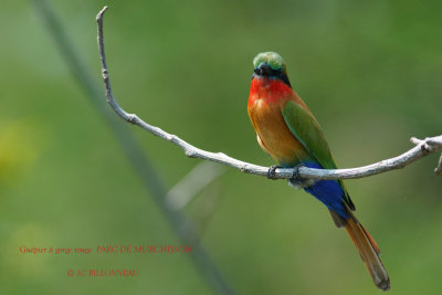 075 Red-throated Bee-eater.JPG