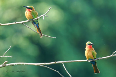 078 Red-throated Bee-eater.JPG