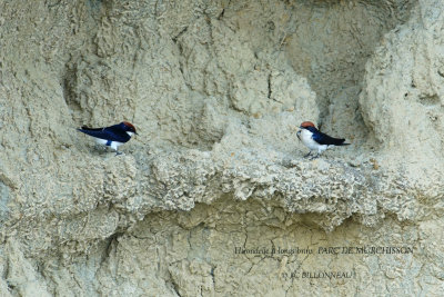 079 Wire-tailed Swallow.JPG