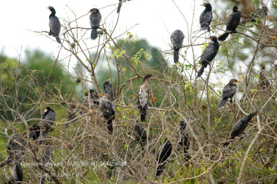 086 Reed Cormorant.JPG