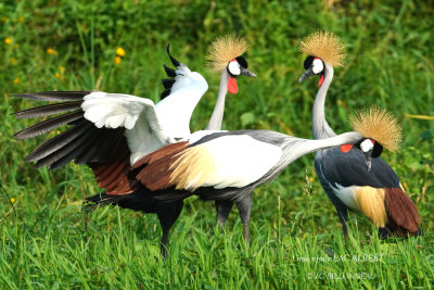 090 Grey Crowned Crane.JPG