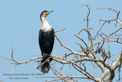 093 White-breasted Cormorant.JPG