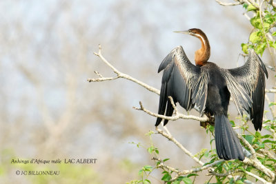 094 African Darter male.JPG