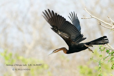 095 African Darter male.JPG