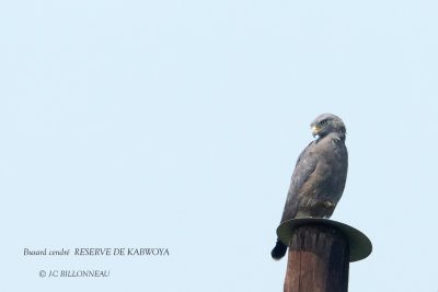 098 Montagu's Harrier.JPG