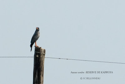 099 Dark Chanting Goshawk.JPG