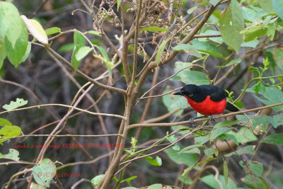 105 Black-headed Gonolek.JPG