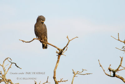 113 Western Banded Snake Eagle.JPG