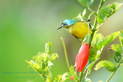 121 Collared Sunbird female.JPG