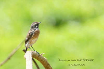 122 African Stonechat female.JPG