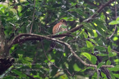 125 Red-chested Owlet.JPG