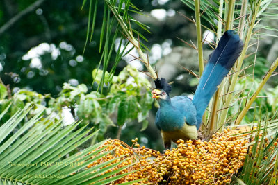 128 Great Blue Turaco.JPG