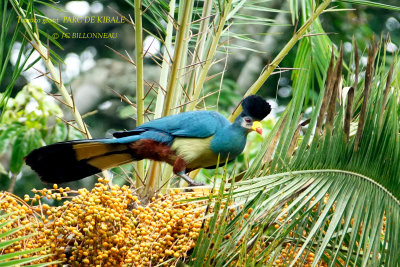 129 Great Blue Turaco.JPG