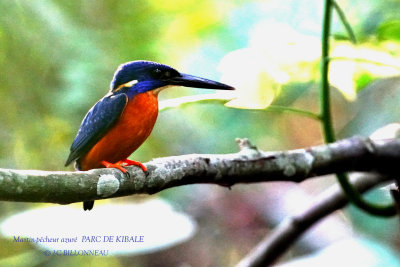 133 Shining-blue Kingfisher.JPG