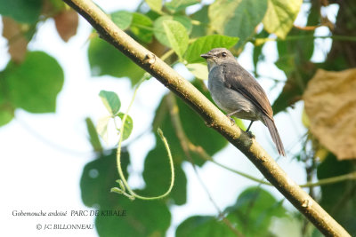 135 Dusky-blue Flycatcher.JPG