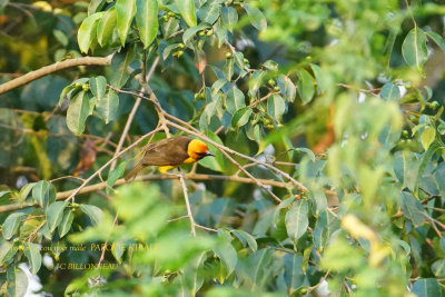 136 Black-necked Weaver male.JPG