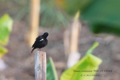 138 Sooty Chat male.JPG