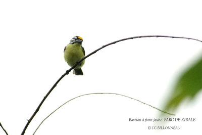 139 Yellow-fronted Tinkerbird.JPG