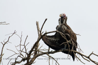 140 Lappet-faced Vulture.JPG