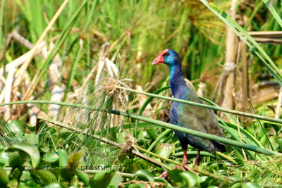 145 African Swamphen.JPG