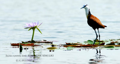 146 African Jacana.JPG