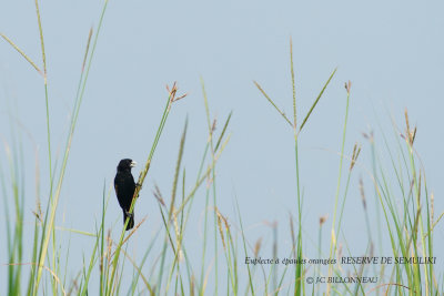 147 Fan-tailed Widowbird male.JPG