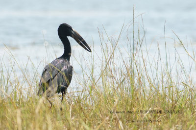 148 African Openbill.JPG