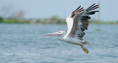 151 Pink-backed Pelican.JPG