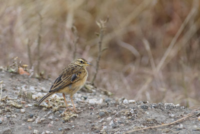 154 African Pipit.JPG