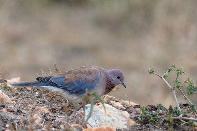 157 Laughing Dove.JPG