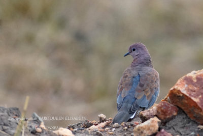 158 Laughing Dove.JPG