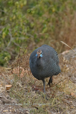 160 Helmeted Guineafowl.JPG