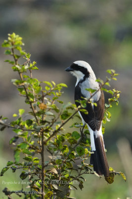 162 Grey-backed Fiscal.JPG