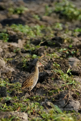 163 African Crake.JPG