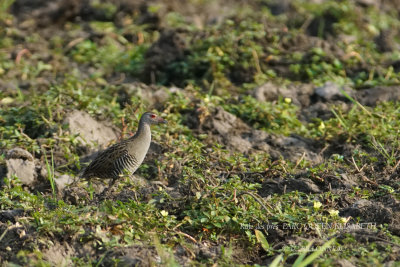 164 African Crake.JPG