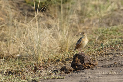 165 Rufous-naped Lark.JPG