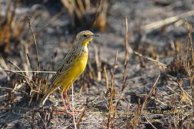 167 Yellow-throated Longclaw juvenile.JPG