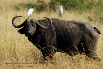 168 Western Cattle Egret.JPG