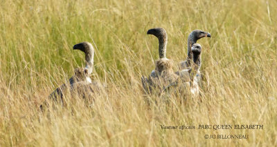 169 White-backed Vulture.JPG