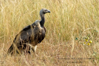 170 White-backed Vulture.JPG