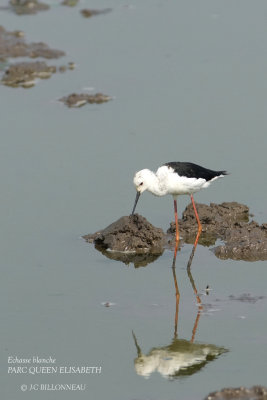 173 Black-winged Stilt.JPG